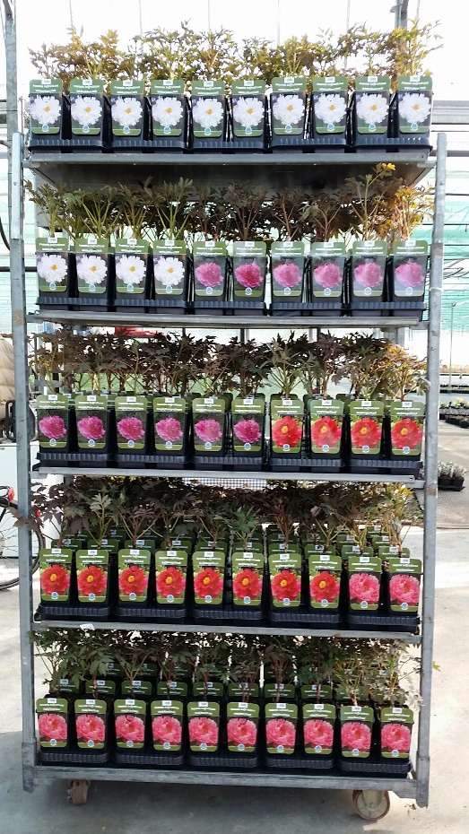Paeonia Suffruticosa 1 tak
Voorbeeld mix cc